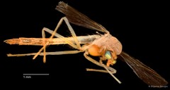 Chironomidae sp. "CL033"•&copy; Bilgenur Baloğlu•All Rights Reserved