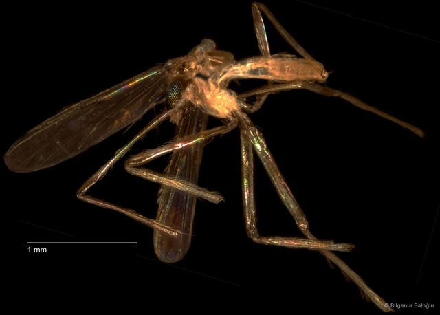 Chironomidae sp. "CL044"•&copy; Bilgenur Baloğlu•All Rights Reserved