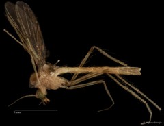 Chironomidae sp. "CL044"•&copy; Bilgenur Baloğlu•All Rights Reserved