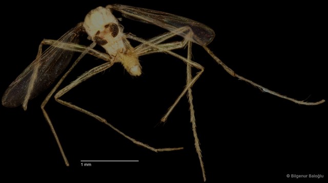 Chironomidae sp. "CL047"•&copy; Bilgenur Baloğlu•All Rights Reserved