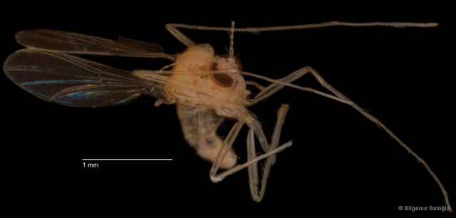 Chironomidae sp. "CL048"•&copy; Bilgenur Baloğlu•All Rights Reserved