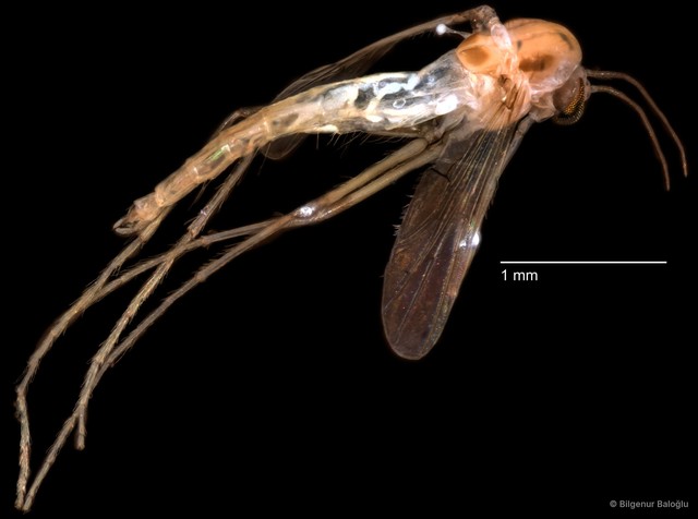 Chironomidae sp. "CL052"•&copy; Bilgenur Baloğlu•All Rights Reserved