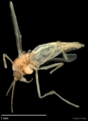 Chironomidae sp. "CL058"•&copy; Bilgenur Baloğlu•All Rights Reserved
