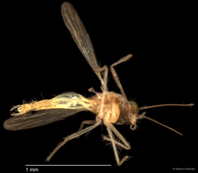 Chironomidae sp. "CL058"•&copy; Bilgenur Baloğlu•All Rights Reserved