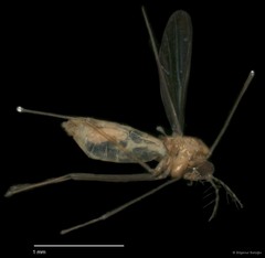 Chironomidae sp. "CL062"•&copy; Bilgenur Baloğlu•All Rights Reserved