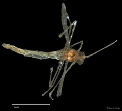 Chironomidae sp. "CL062"•&copy; Bilgenur Baloğlu•All Rights Reserved