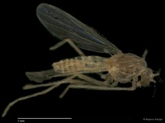 Chironomidae sp. "CL075"•&copy; Bilgenur Baloğlu•All Rights Reserved