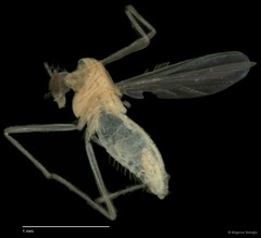 Chironomidae sp. "CL075"•&copy; Bilgenur Baloğlu•All Rights Reserved