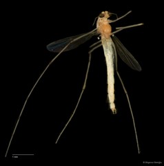 Chironomidae sp. "CL078"•&copy; Bilgenur Baloğlu•All Rights Reserved