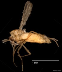 Chironomidae sp. "CL079"•&copy; Bilgenur Baloğlu•All Rights Reserved