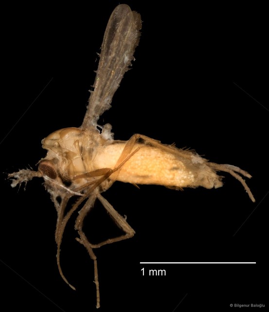Chironomidae sp. "CL079"•&copy; Bilgenur Baloğlu•All Rights Reserved