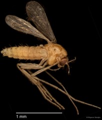 Chironomidae sp. "CL079"•&copy; Bilgenur Baloğlu•All Rights Reserved