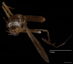 Chironomidae sp. "CL082"•&copy; Bilgenur Baloğlu•All Rights Reserved
