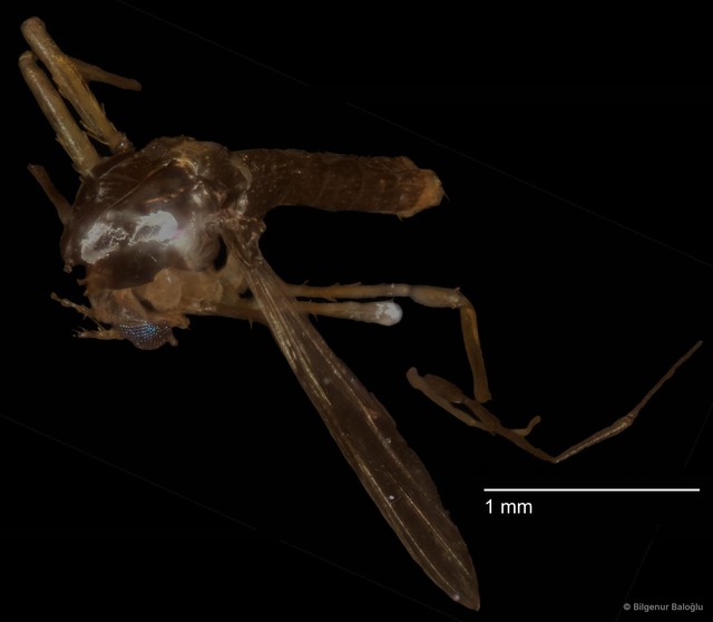Chironomidae sp. "CL082"•&copy; Bilgenur Baloğlu•All Rights Reserved