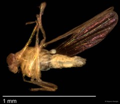 Chironomidae sp. "CL101"•&copy; Bilgenur Baloğlu•All Rights Reserved