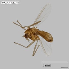 Chironomidae sp. "CL104"•&copy; Sabrina Tang•All Rights Reserved