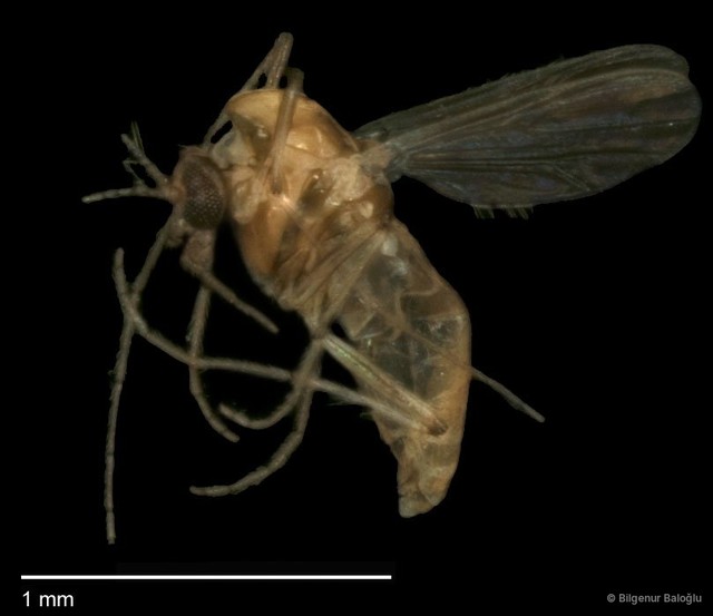 Chironomidae sp. "CL104"•&copy; Bilgenur Baloğlu•All Rights Reserved