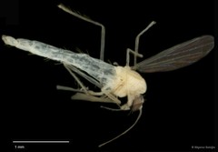 Chironomidae sp. "CL119"•&copy; Bilgenur Baloğlu•All Rights Reserved
