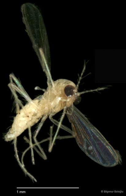 Chironomidae sp. "CL124"•&copy; Bilgenur Baloğlu•All Rights Reserved