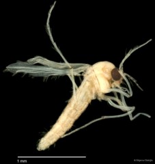 Chironomidae sp. "CL124"•&copy; Bilgenur Baloğlu•All Rights Reserved