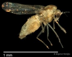 Chironomidae sp. "CL132"•&copy; Bilgenur Baloğlu•All Rights Reserved