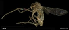 Chironomidae sp. "CL140"•&copy; Bilgenur Baloğlu•All Rights Reserved