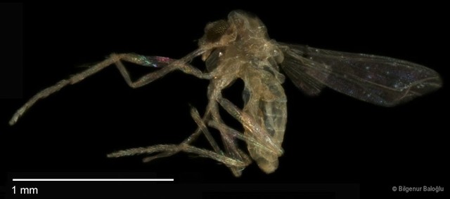 Chironomidae sp. "CL140"•&copy; Bilgenur Baloğlu•All Rights Reserved