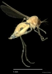 Chironomidae sp. "CL140"•&copy; Bilgenur Baloğlu•All Rights Reserved