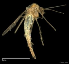 Chironomidae sp. "CL146"•&copy; Bilgenur Baloğlu•All Rights Reserved