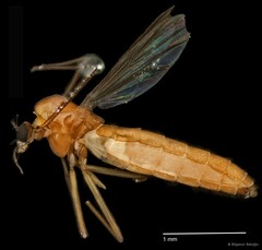 Chironomidae sp. "CL149"•&copy; Bilgenur Baloğlu•All Rights Reserved