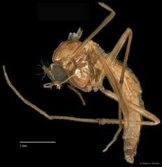Chironomidae sp. "CL149"•&copy; Bilgenur Baloğlu•All Rights Reserved