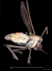 Chironomidae sp. "CL150"•&copy; Bilgenur Baloğlu•All Rights Reserved