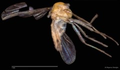 Chironomidae sp. "CL158"•&copy; Bilgenur Baloğlu•All Rights Reserved