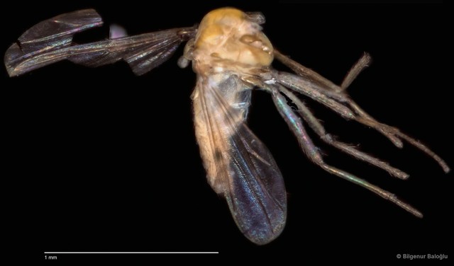 Chironomidae sp. "CL158"•&copy; Bilgenur Baloğlu•All Rights Reserved