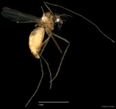Chironomidae sp. "CL164"•&copy; Bilgenur Baloğlu•All Rights Reserved