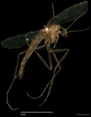 Chironomidae sp. "CL164"•&copy; Bilgenur Baloğlu•All Rights Reserved