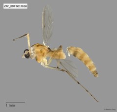 Chironomidae sp. "CL177"•&copy; Sabrina Tang•All Rights Reserved