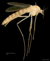 Chironomidae sp. "CL177"•&copy; Bilgenur Baloğlu•All Rights Reserved
