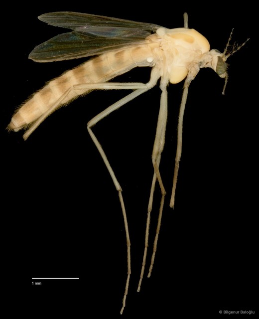 Chironomidae sp. "CL177"•&copy; Bilgenur Baloğlu•All Rights Reserved