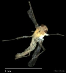 Chironomidae sp. "CL178"•&copy; Bilgenur Baloğlu•All Rights Reserved