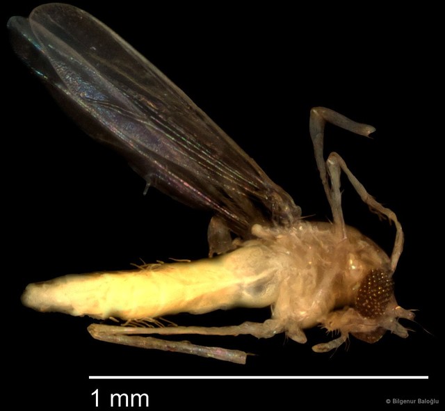 Chironomidae sp. "CL182"•&copy; Bilgenur Baloğlu•All Rights Reserved