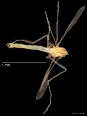 Chironomidae sp. "CL182"•&copy; Bilgenur Baloğlu•All Rights Reserved