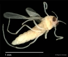 Chironomidae sp. "CL183"•&copy; Bilgenur Baloğlu•All Rights Reserved