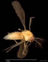 Chironomidae sp. "CL183"•&copy; Bilgenur Baloğlu•All Rights Reserved