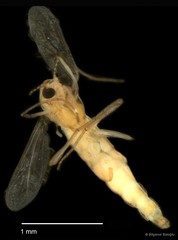 Chironomidae sp. "CL187"•&copy; Bilgenur Baloğlu•All Rights Reserved