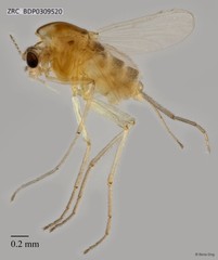 Chironomidae sp. "CL187"•&copy; Rene Ong•All Rights Reserved