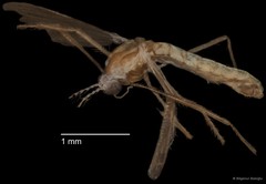 Chironomidae sp. "CL188"•&copy; Bilgenur Baloğlu•All Rights Reserved