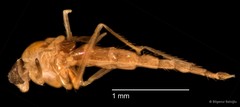 Chironomidae sp. "CL194"•&copy; Bilgenur Baloğlu•All Rights Reserved