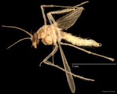 Chironomidae sp. "CL208"•&copy; Bilgenur Baloğlu•All Rights Reserved