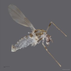 Chironomidae sp. "CL216"•&copy; Maimon Hussin•All Rights Reserved